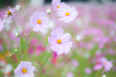 Close-up of pink cosmos flowers