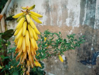 A beautiful aloe vera flower