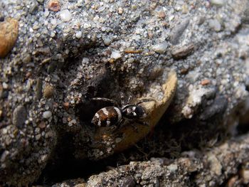 Close-up of crab on rock