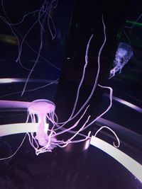 Close-up of jellyfish swimming in aquarium