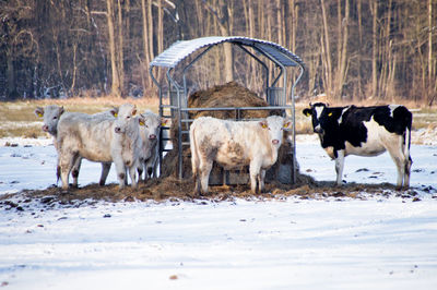 Cows on snow covered landscape