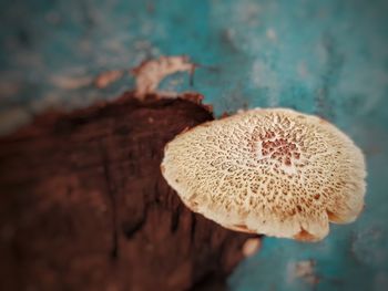 Close-up of mushroom growing on  abandoned object