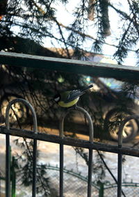 Low angle view of bird perching on tree