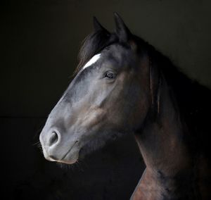 Close-up of horse in stable