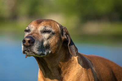 Close-up of dog looking away