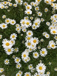 High angle view of white daisy flowers