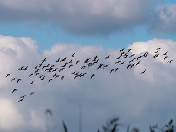 Low angle view of birds flying in sky