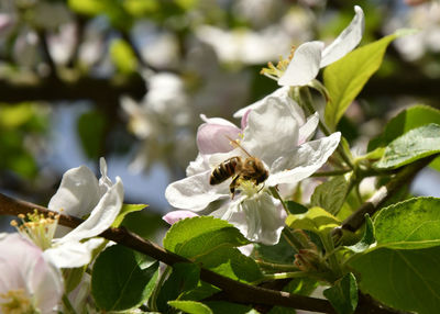 Close-up of bee on white flower