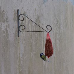 Bluetitmouse feeding in garden. 