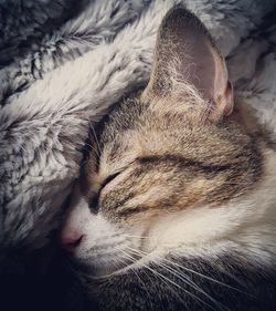 Close-up of cat sleeping