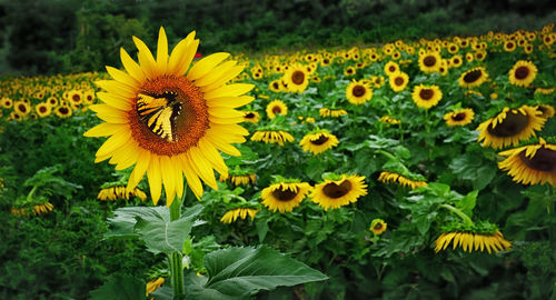 Butterfly feeding on sunflower