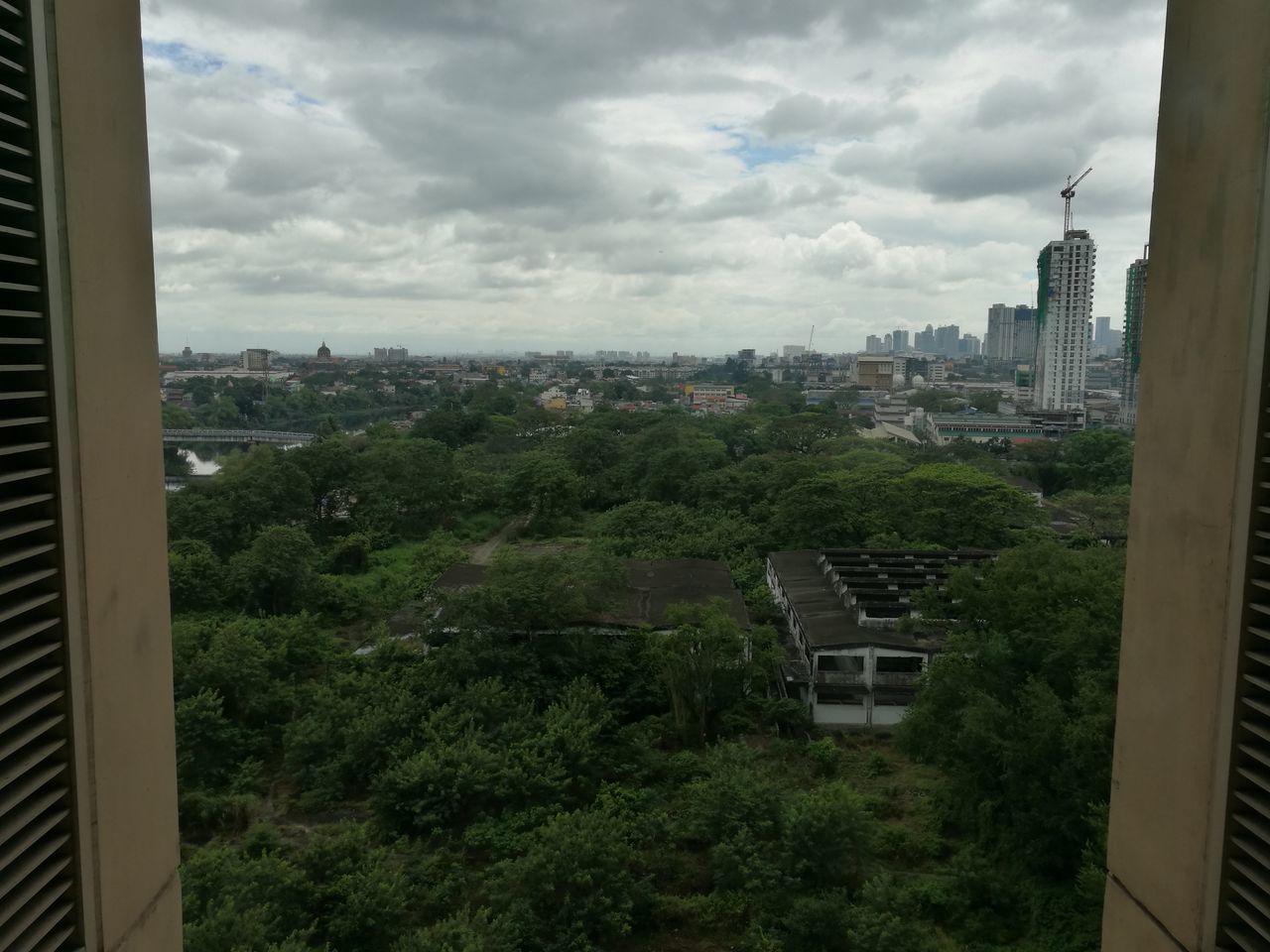 TREES IN CITY