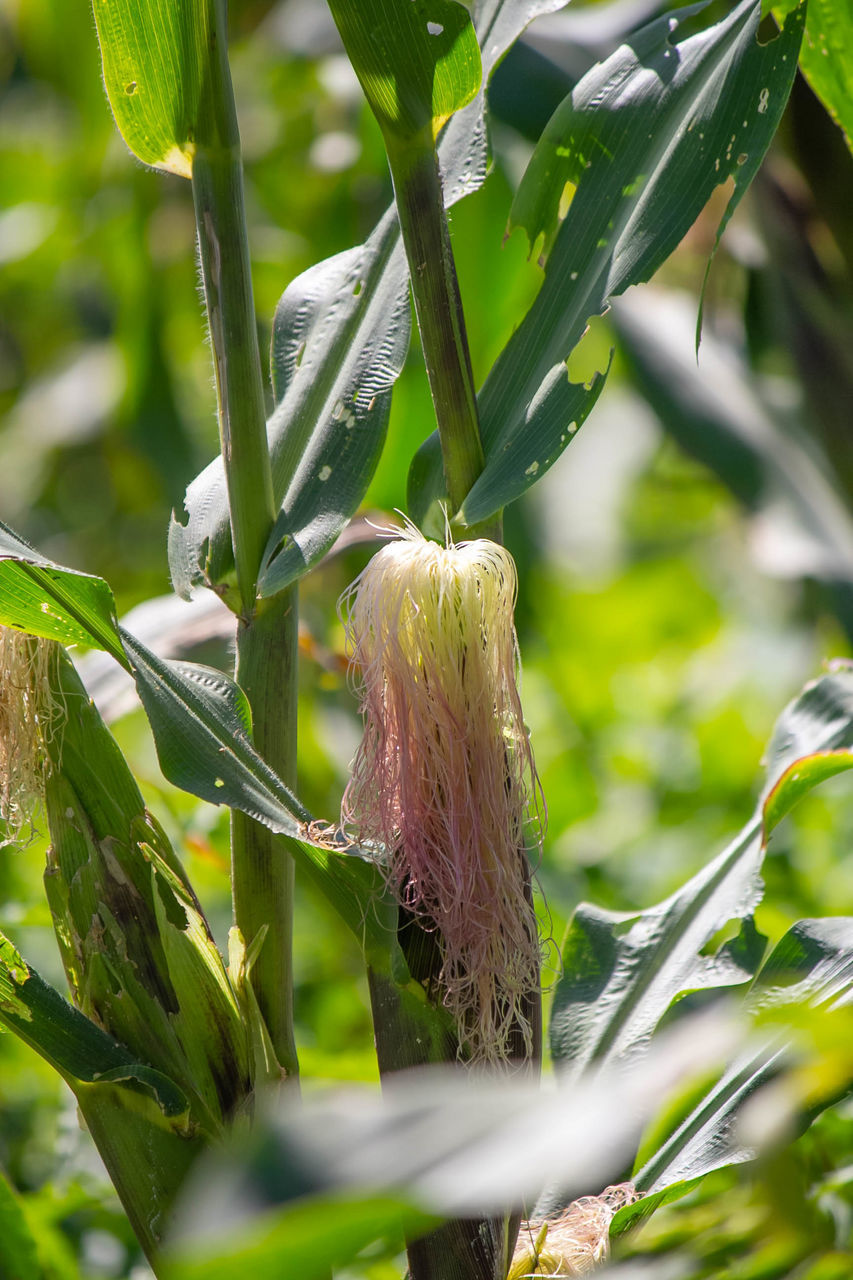 CLOSE-UP OF FRESH GREEN PLANT