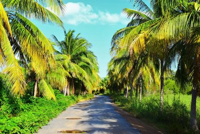 Road amidst trees against sky