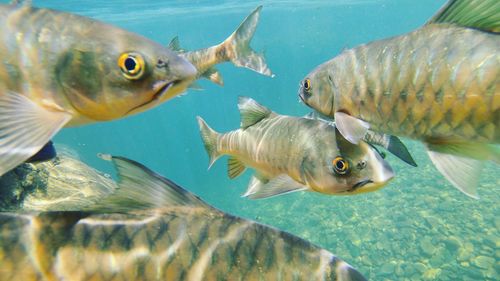 Close-up of fish swimming in sea