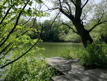 Scenic view of lake in forest