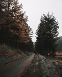 Road amidst trees against sky
