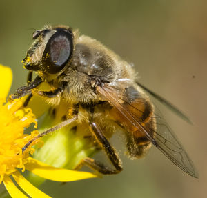 Close-up of bee on yellow flower