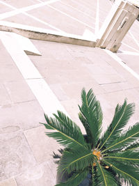 High angle view of palm tree by footpath