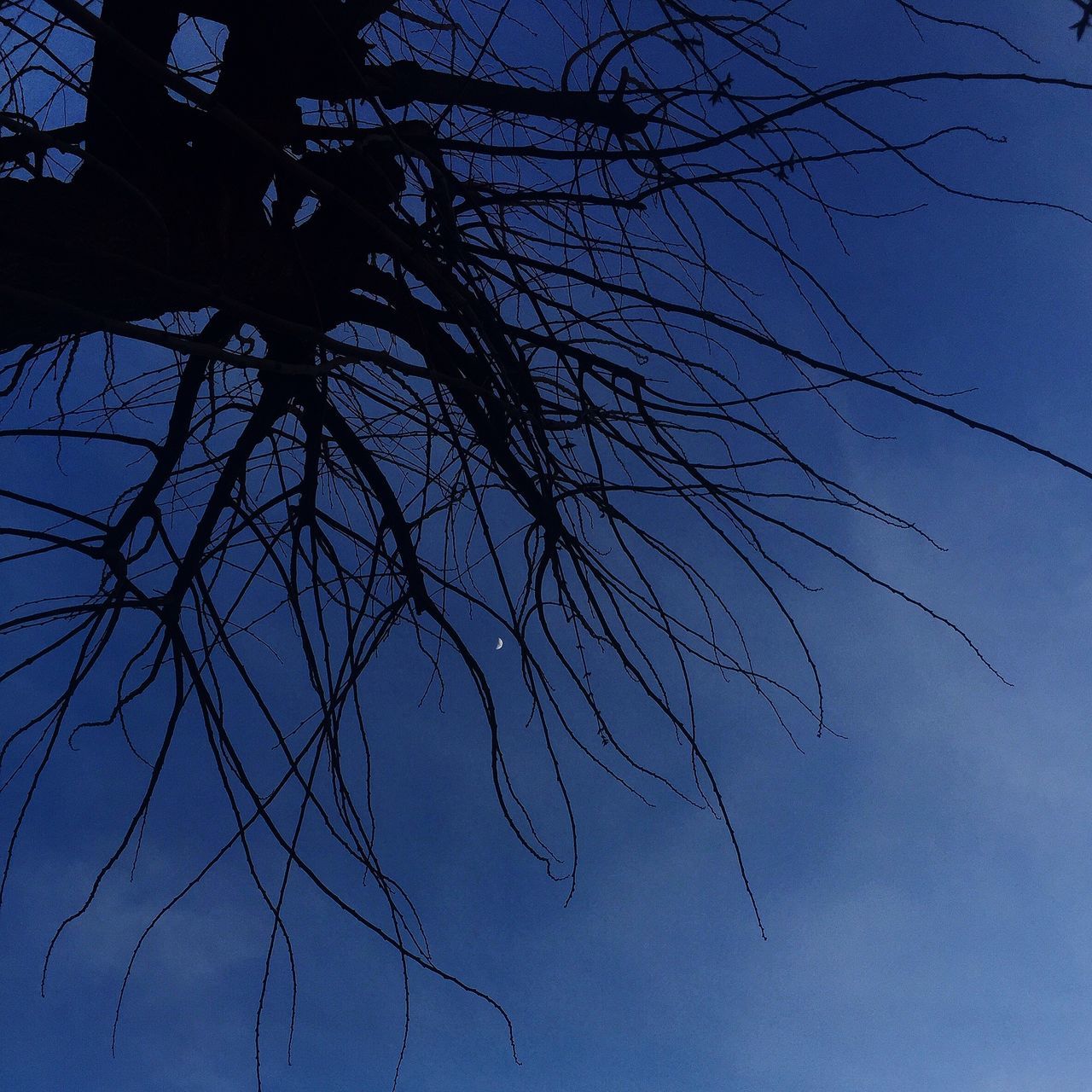 low angle view, bare tree, sky, silhouette, blue, branch, tree, power line, nature, clear sky, outdoors, no people, tranquility, electricity, electricity pylon, complexity, day, connection, cable, dusk