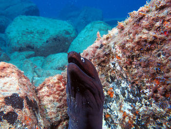 Fish swimming in sea