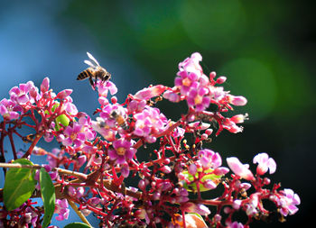 Close-up of bee on pink flower