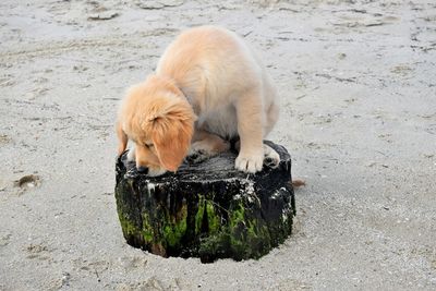 High angle view of cute puppy on log at beach