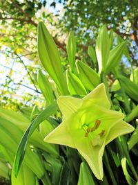 Close-up of flower blooming outdoors