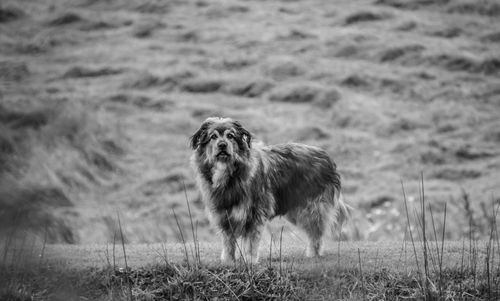 Dog on field