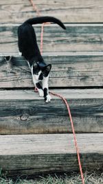 Black bird flying over a wood