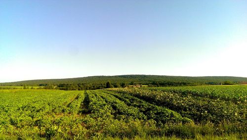 Scenic view of landscape against clear sky