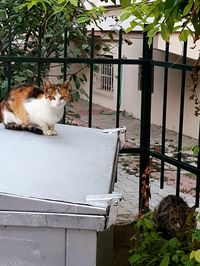 Portrait of cat sitting in yard