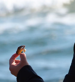 Close-up of hand holding bird