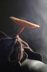 Close-up of lizard on flower