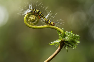 Close-up of insect on plant