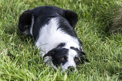 Portrait of black dog on grass