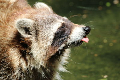 Close-up of an animal looking away