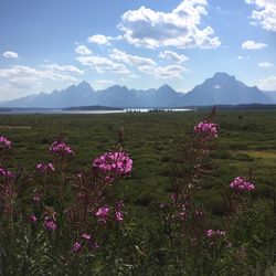 Close-up of pink flowers blooming on field
