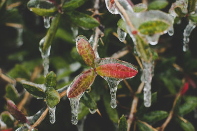 Close-up of strawberry growing on plant