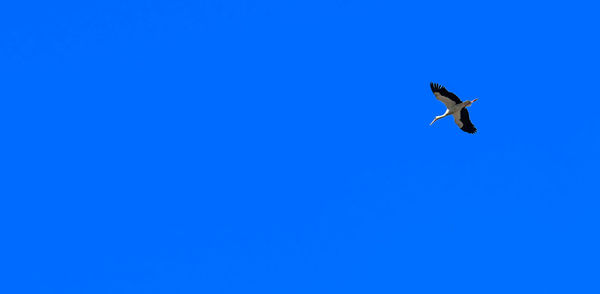 Low angle view of birds flying against clear blue sky