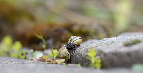 Close-up of insect on rock