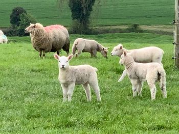 View of sheep on field