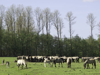 Widl horses in germany