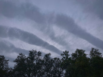 Low angle view of trees against sky