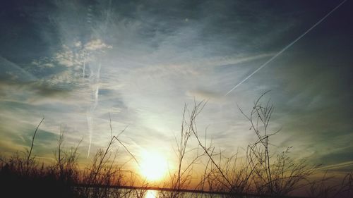 Silhouette of trees at sunset