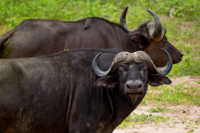 African buffaloes on field