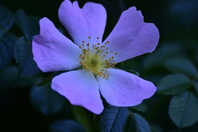 Close-up of  dog rose