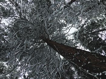 Low angle view of bare trees in winter