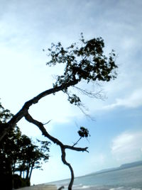 Tree on landscape against sky