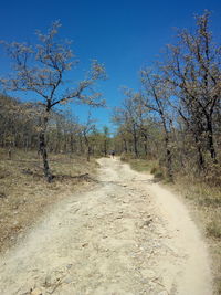 Road leading towards bare trees